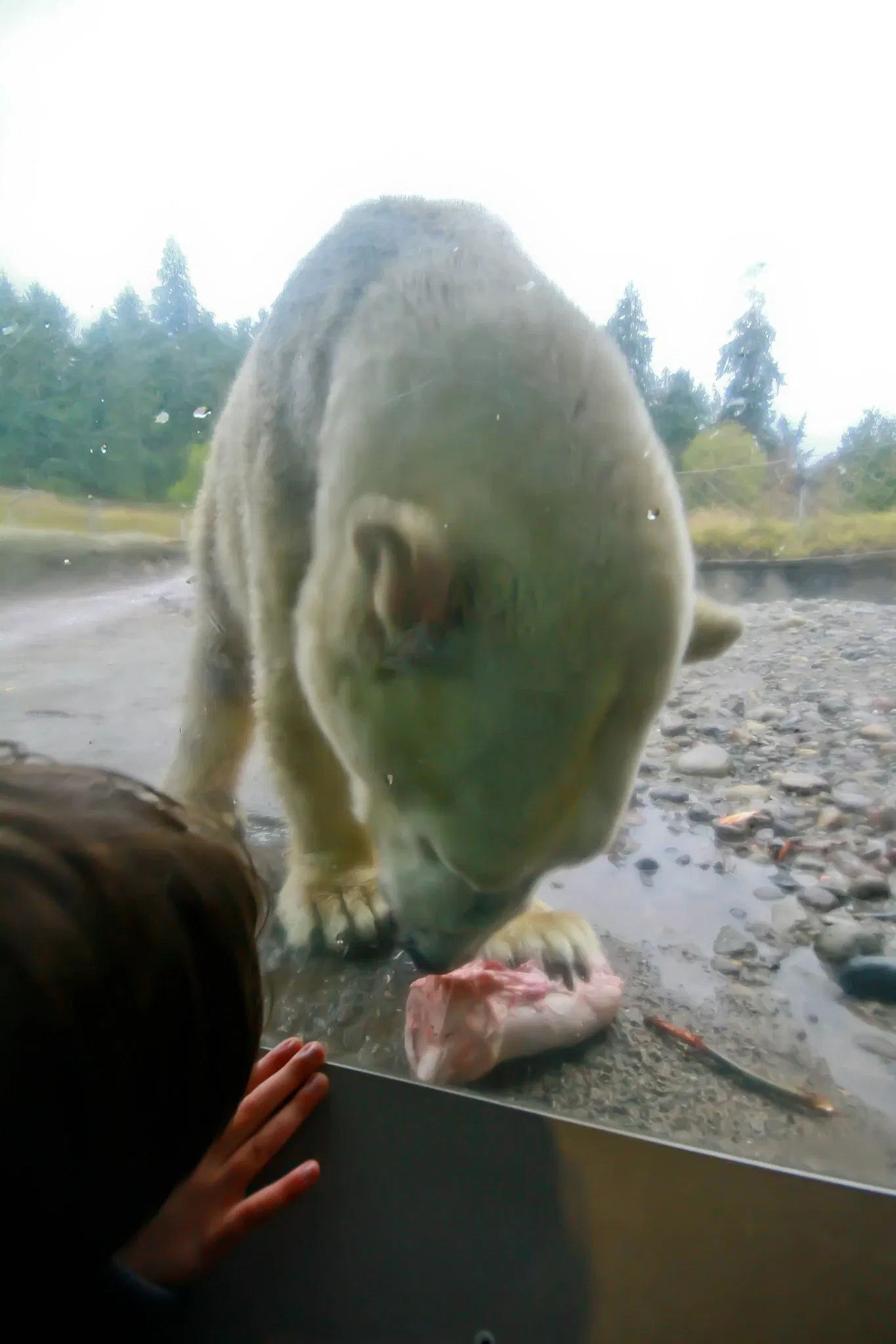 Zoo et Aquarium de Point Defiance