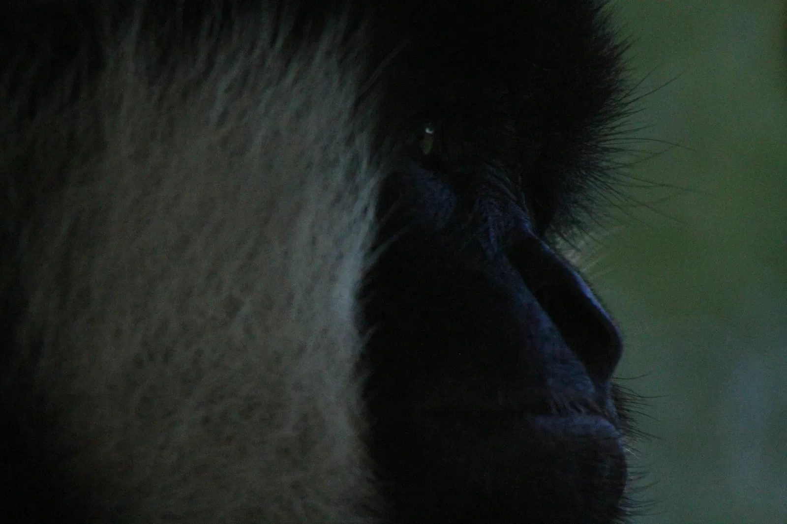 Zoo et Aquarium de Point Defiance