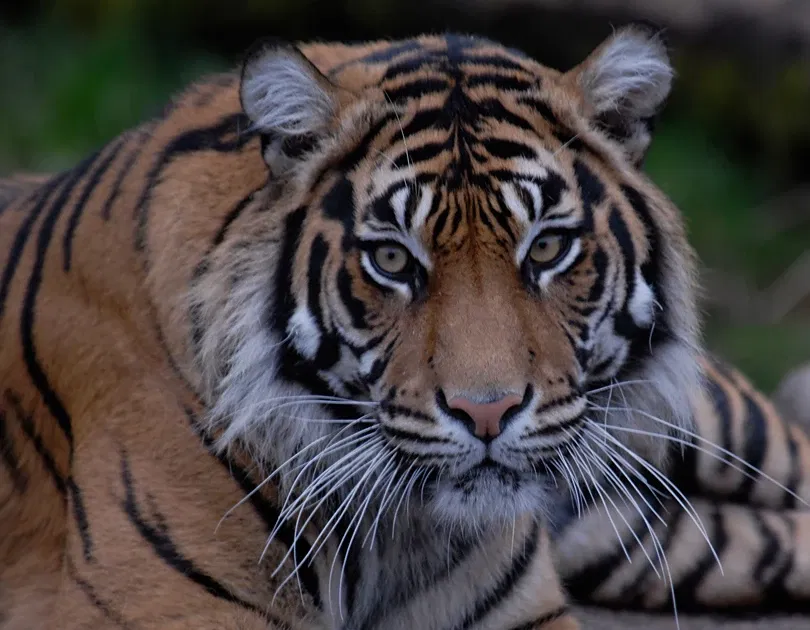 Zoo et Aquarium de Point Defiance