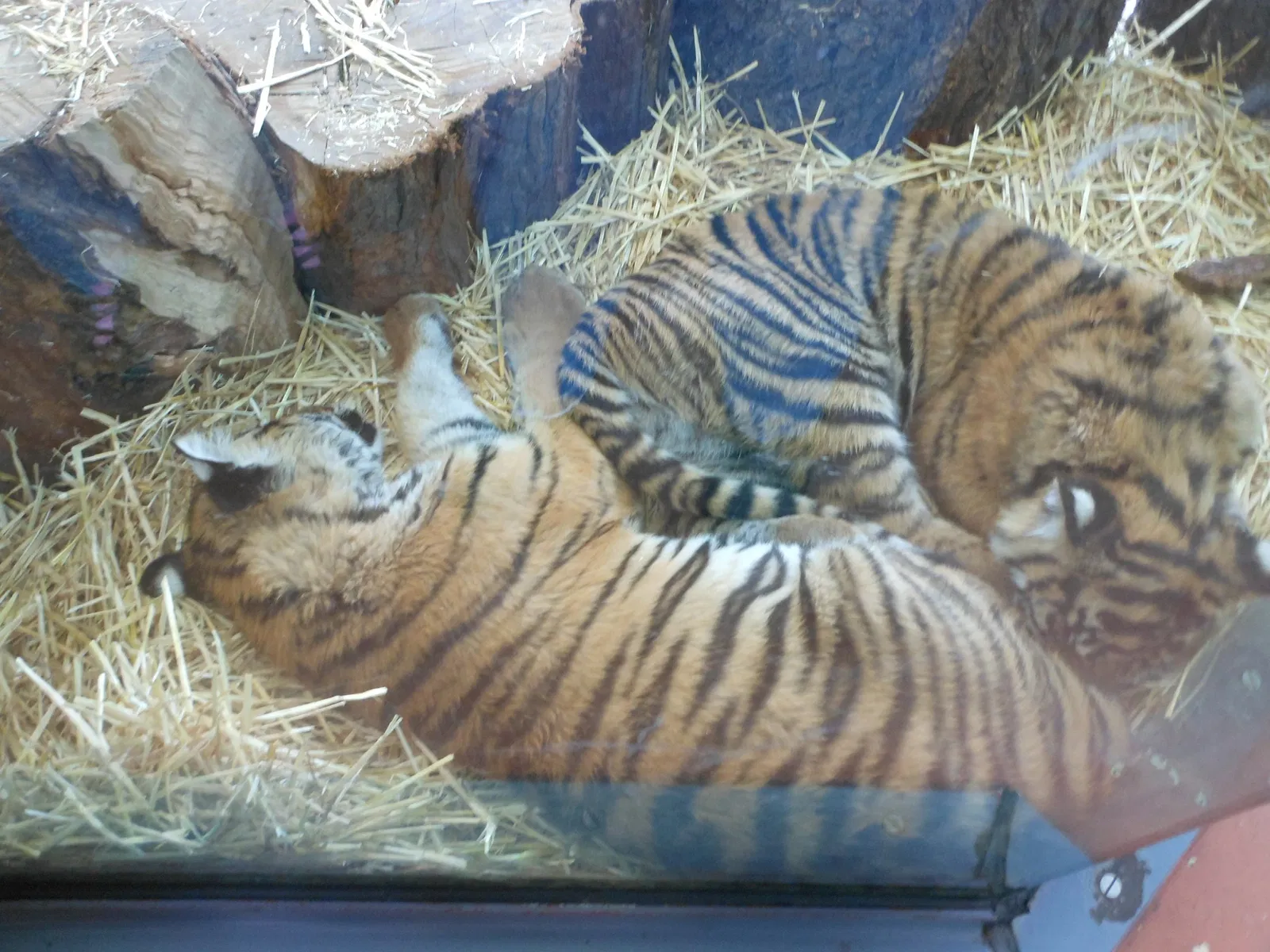 Zoo et Aquarium de Point Defiance