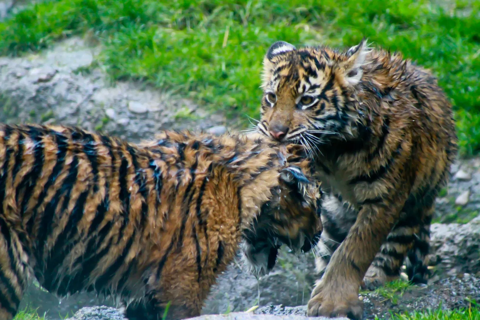 Point Defiance Zoo & Aquarium