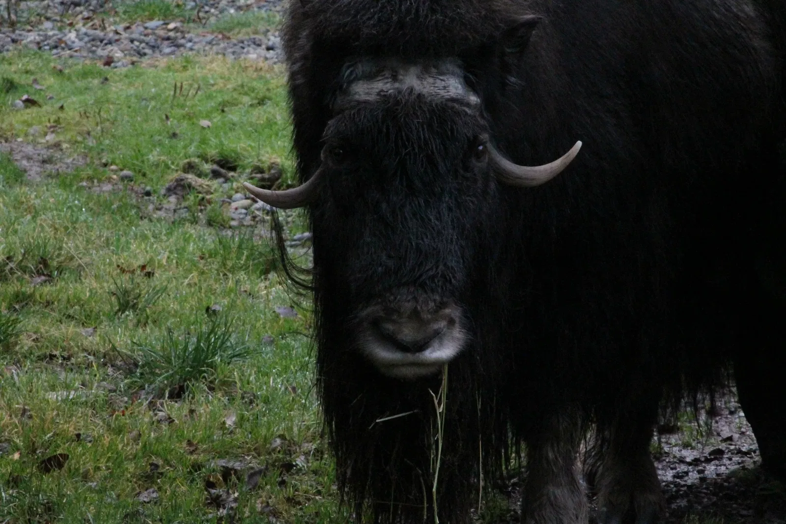 Zoo et Aquarium de Point Defiance