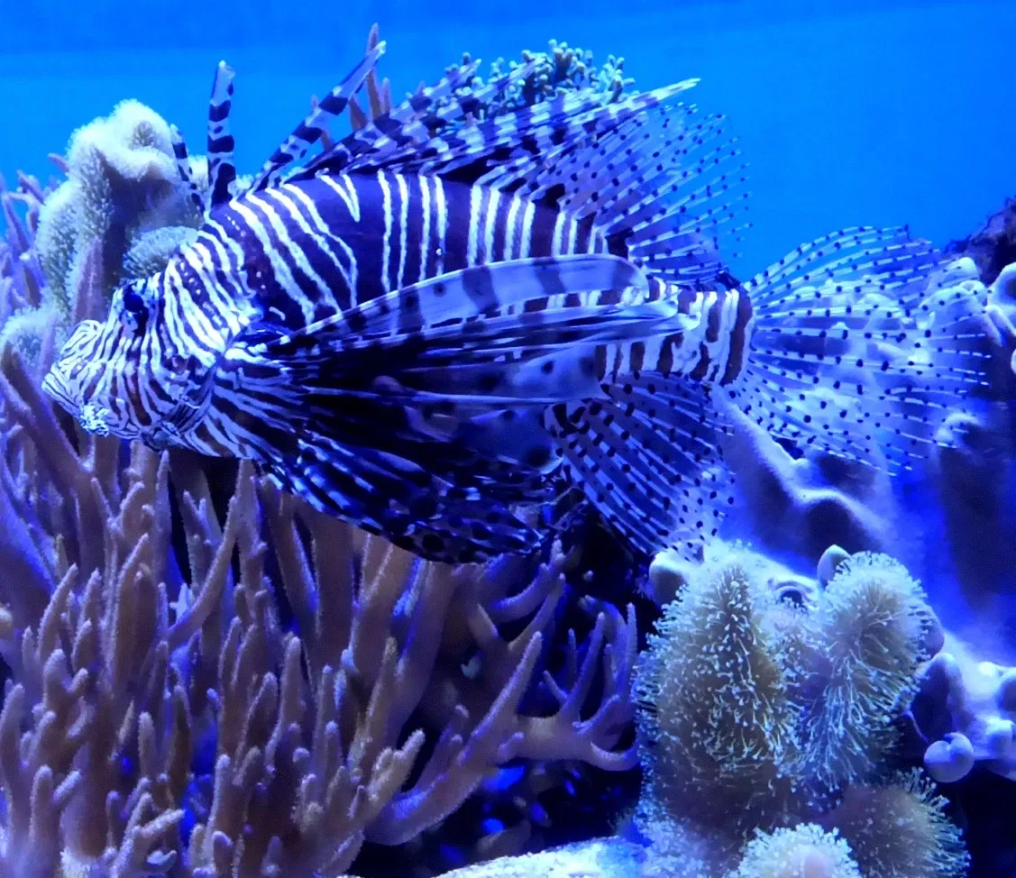 Zoo et Aquarium de Point Defiance