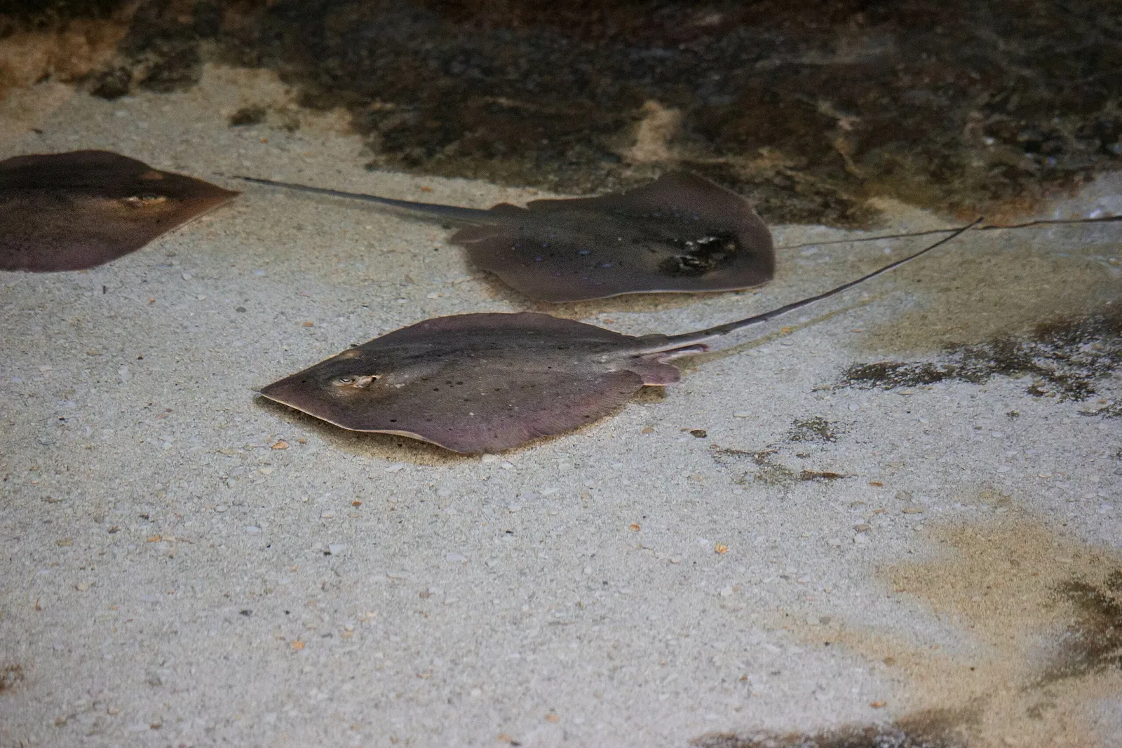 Point Defiance Zoo & Aquarium