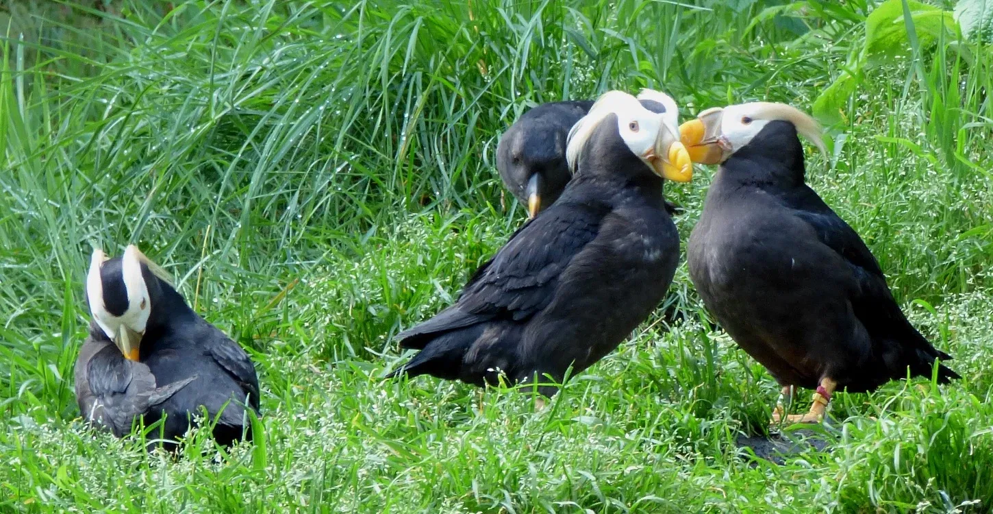 Zoo et Aquarium de Point Defiance