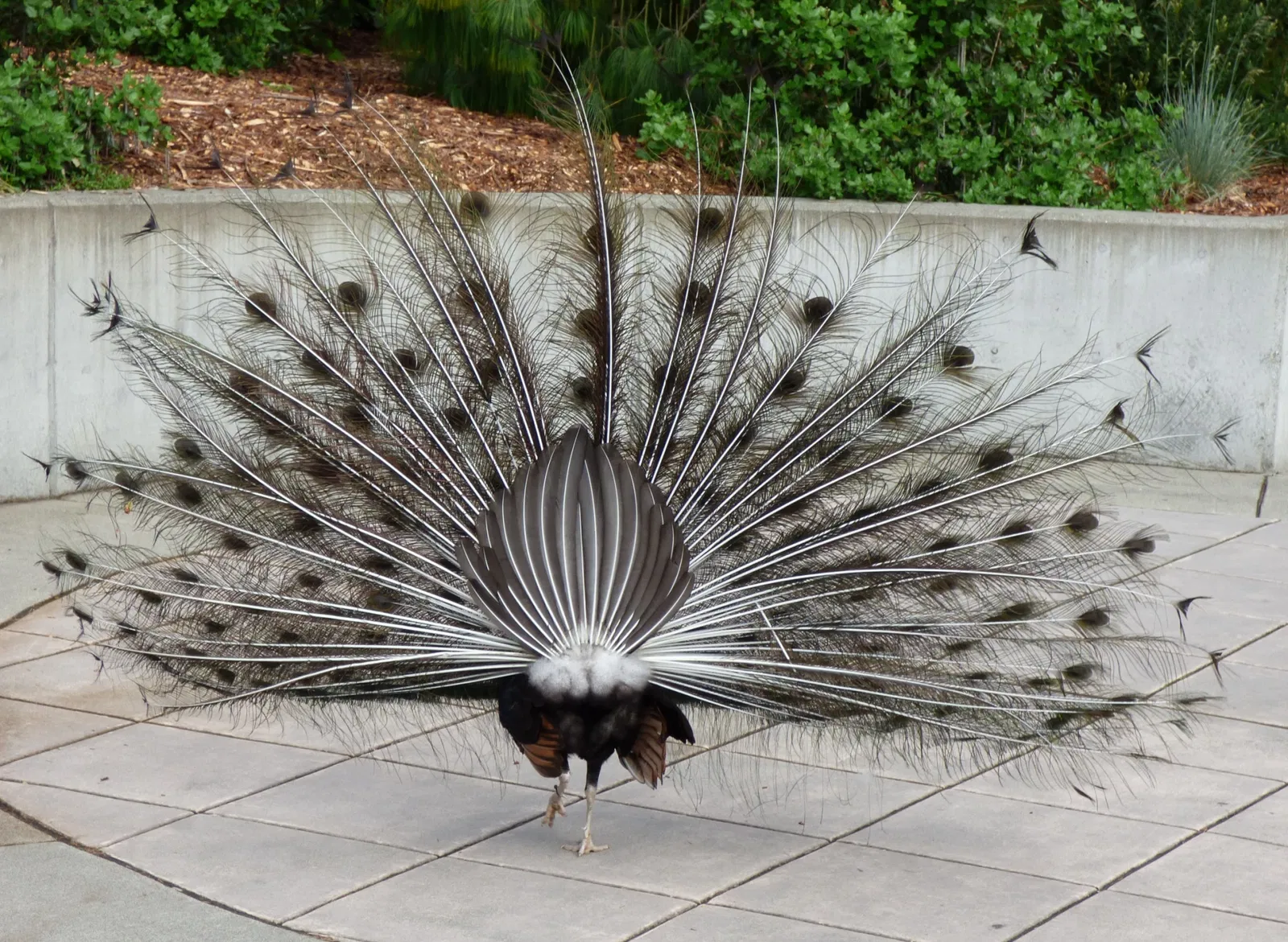 Zoo et Aquarium de Point Defiance