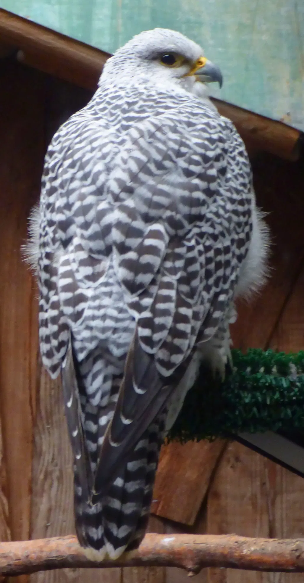 Point Defiance Zoo & Aquarium