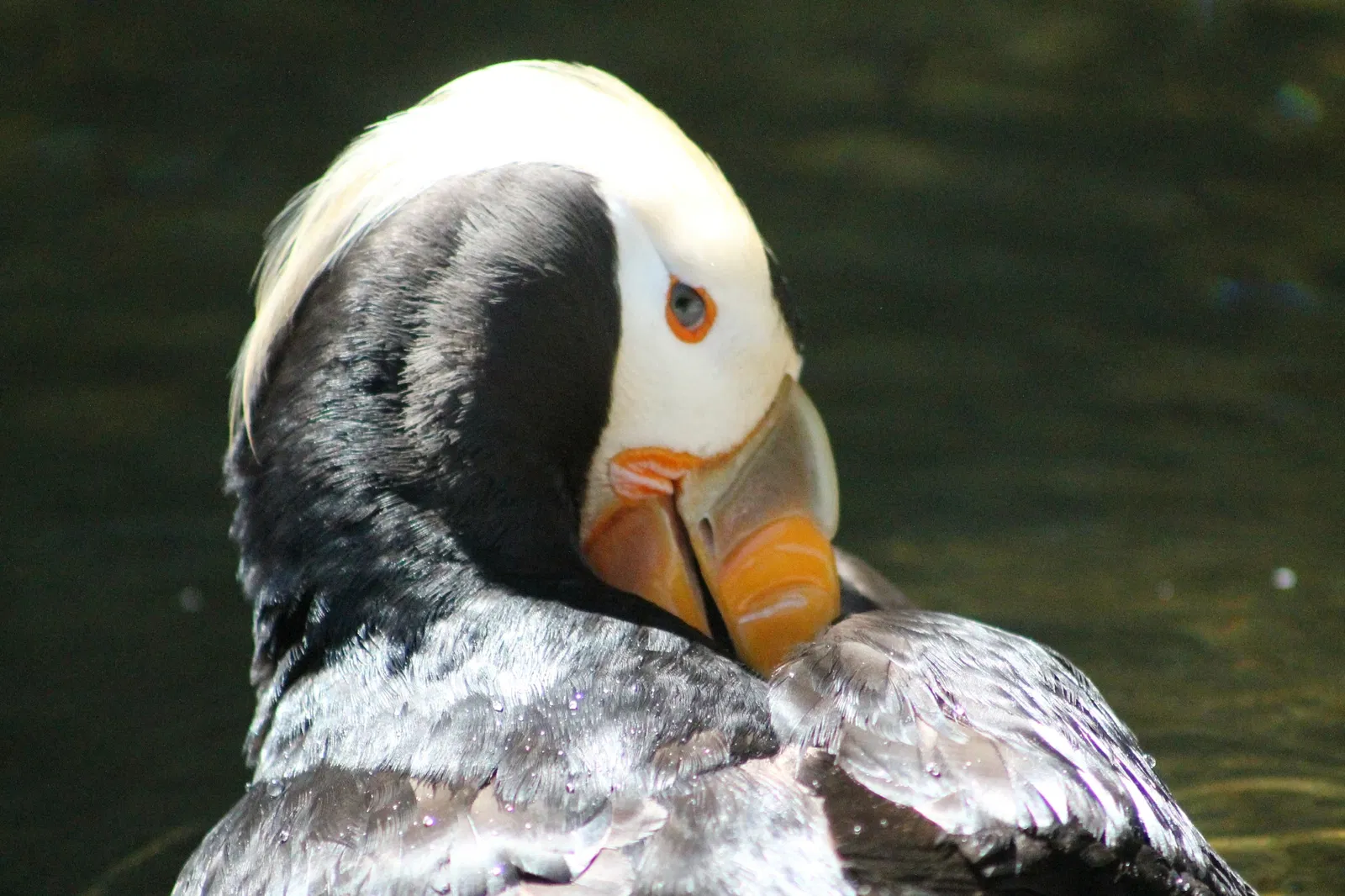 Point Defiance Zoo & Aquarium