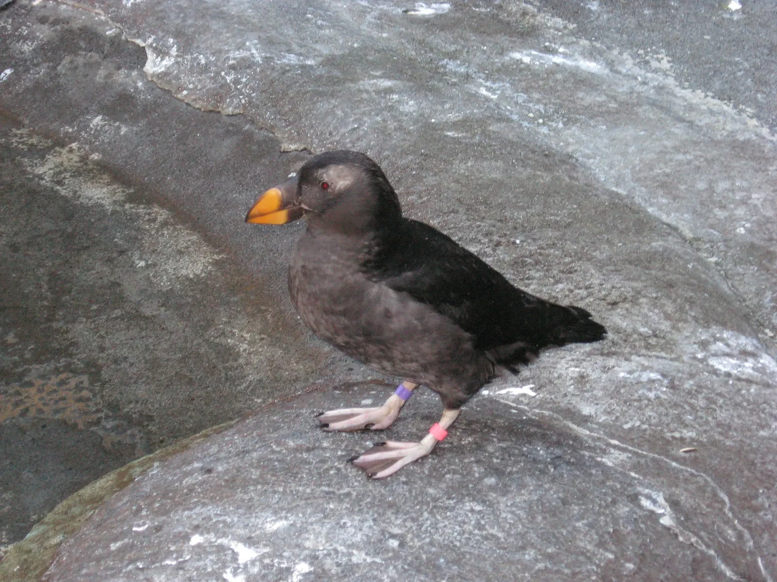 Point Defiance Zoo & Aquarium