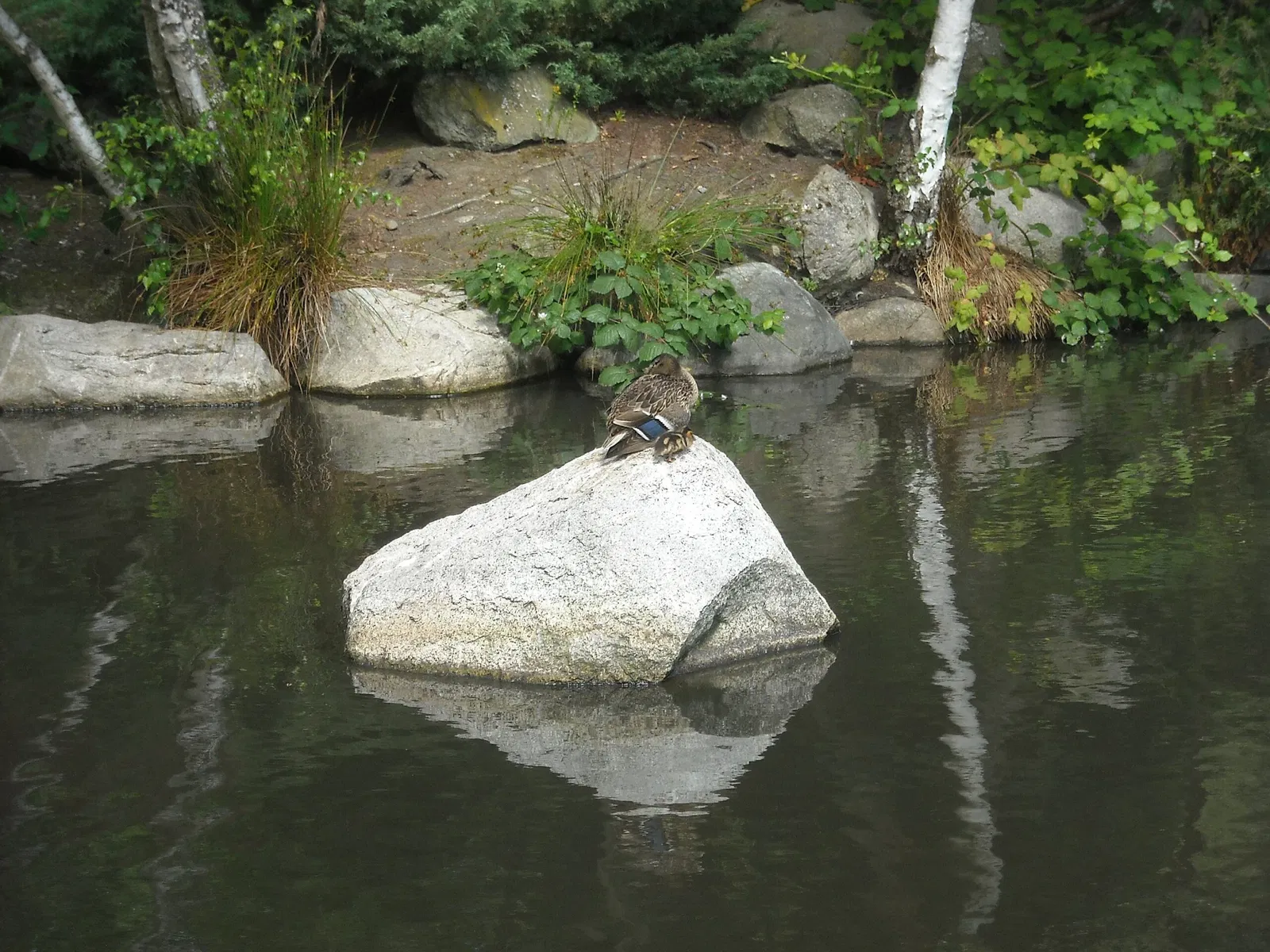 Zoo et Aquarium de Point Defiance
