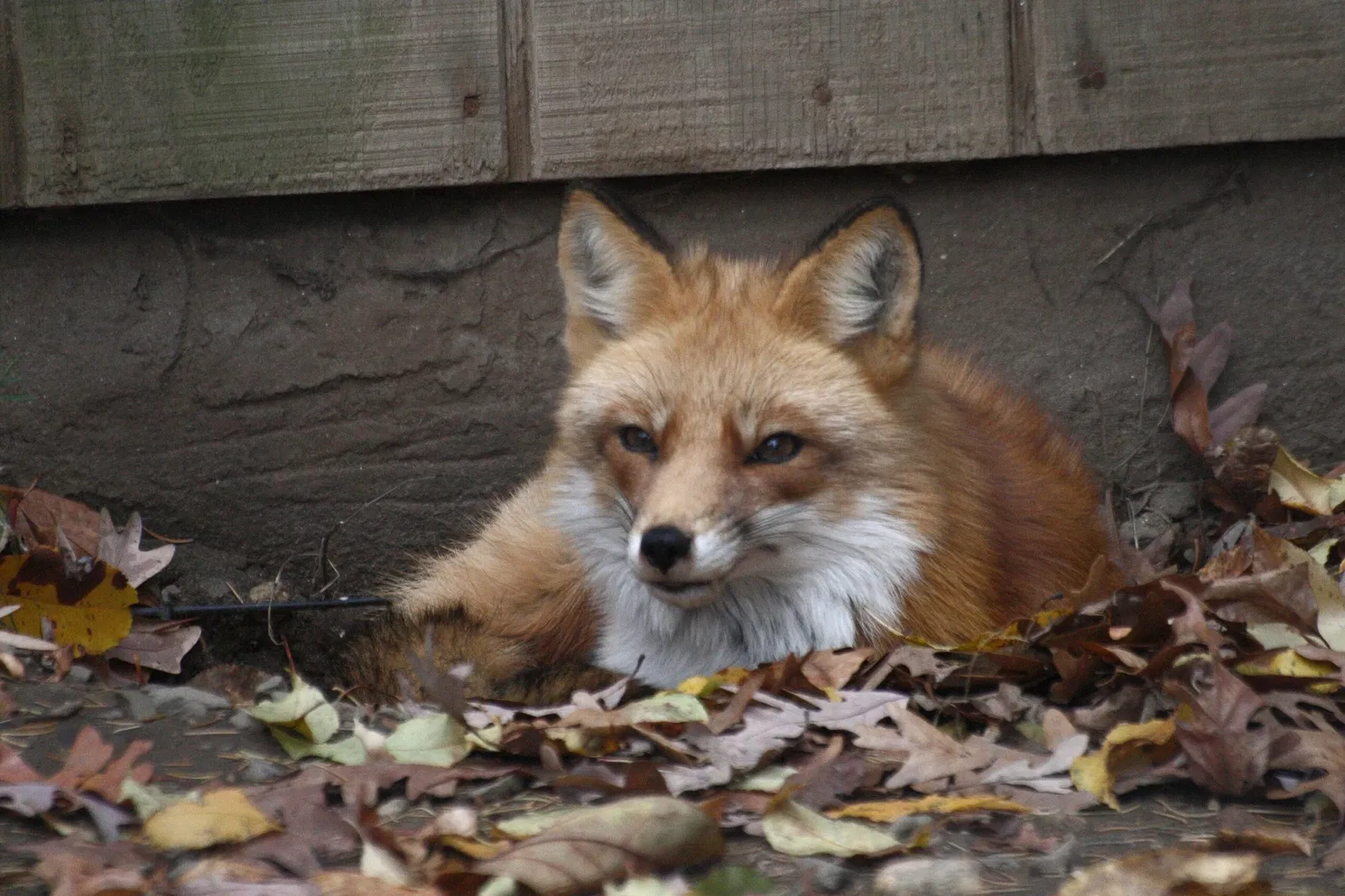 Zoológico Beardsley de Connecticut