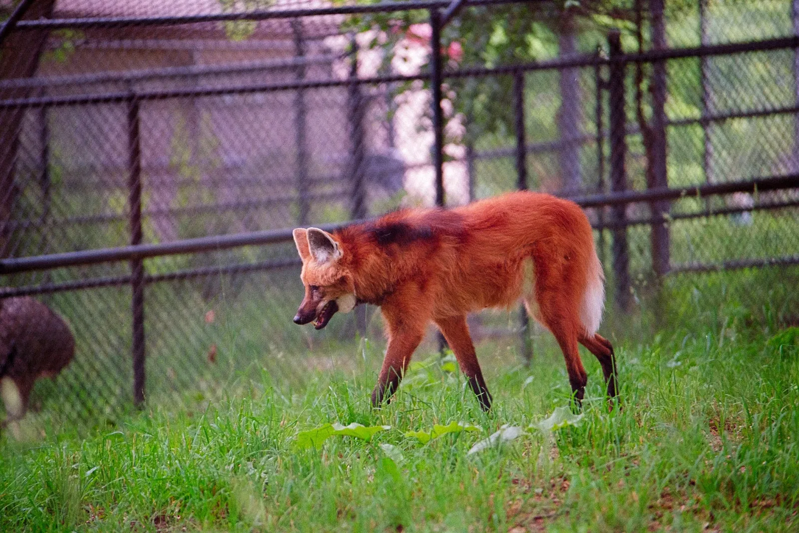 Zoológico Beardsley de Connecticut