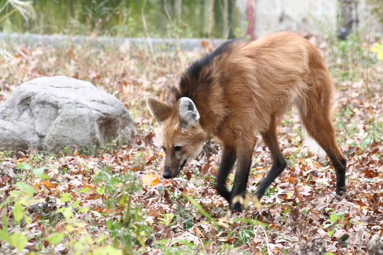 Zoológico Beardsley de Connecticut