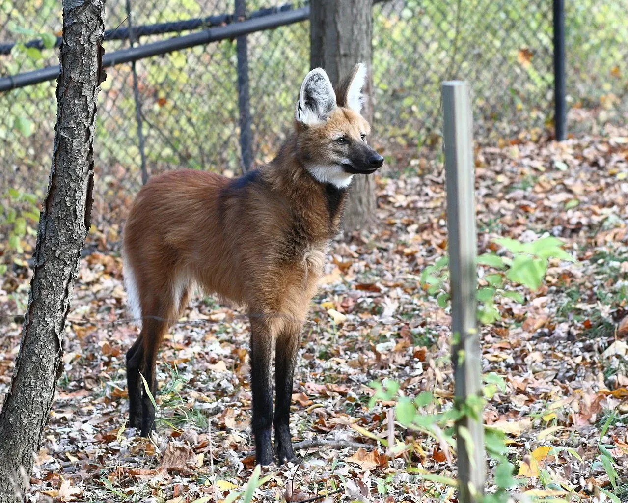 Zoológico Beardsley de Connecticut