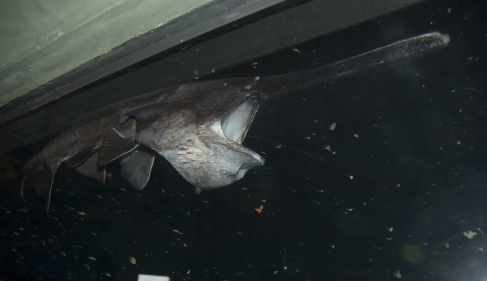 National Mississippi River Museum & Aquarium