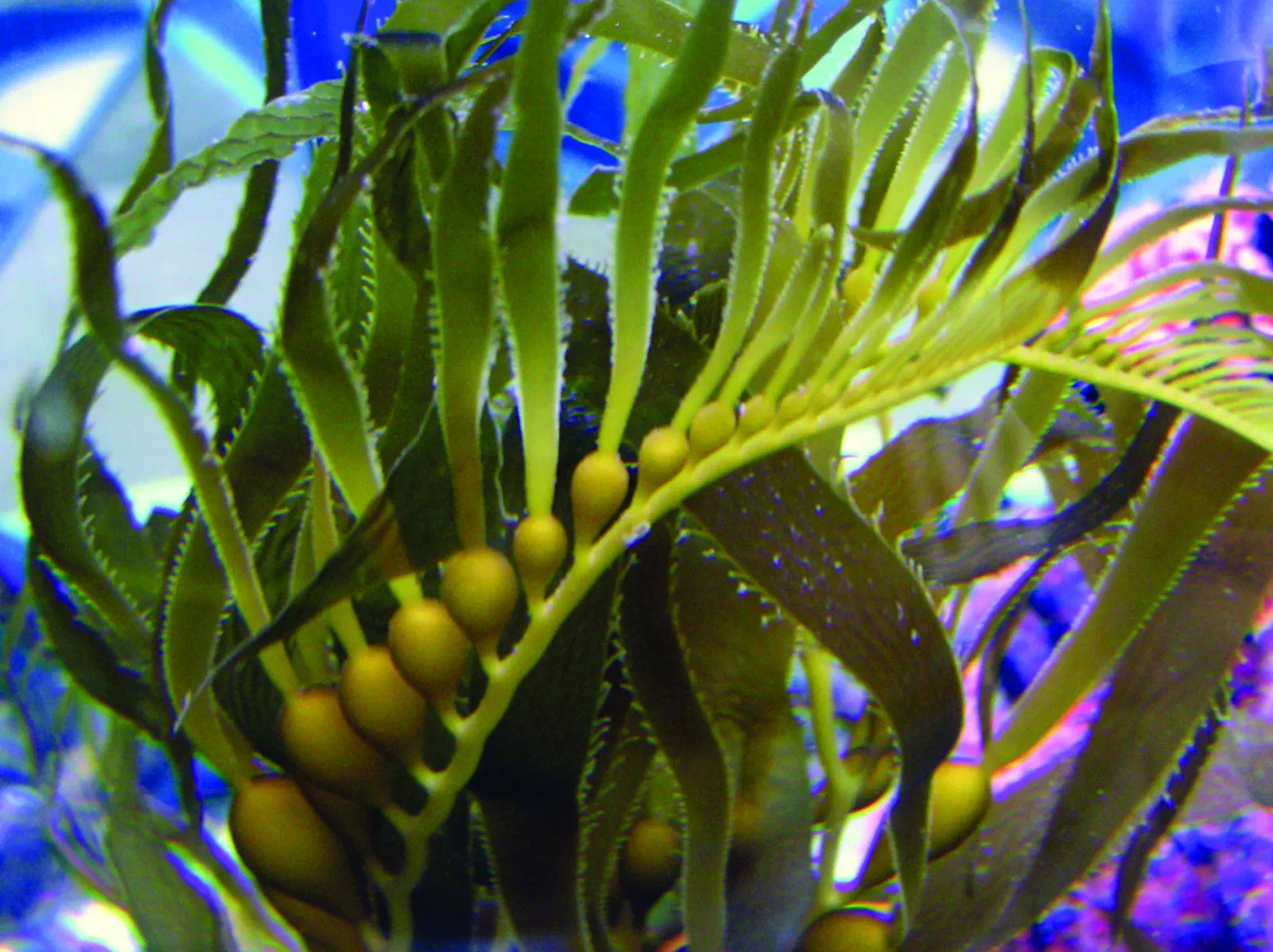 Heal the Bay Aquarium