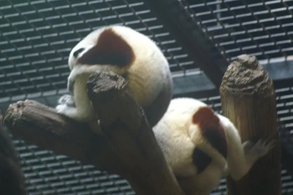 The Maryland Zoo In Baltimore