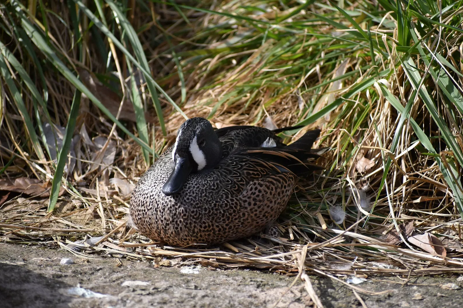 The Maryland Zoo In Baltimore