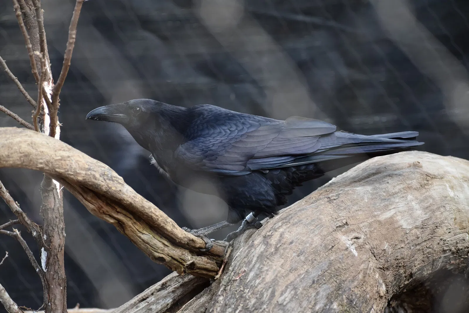 The Maryland Zoo In Baltimore