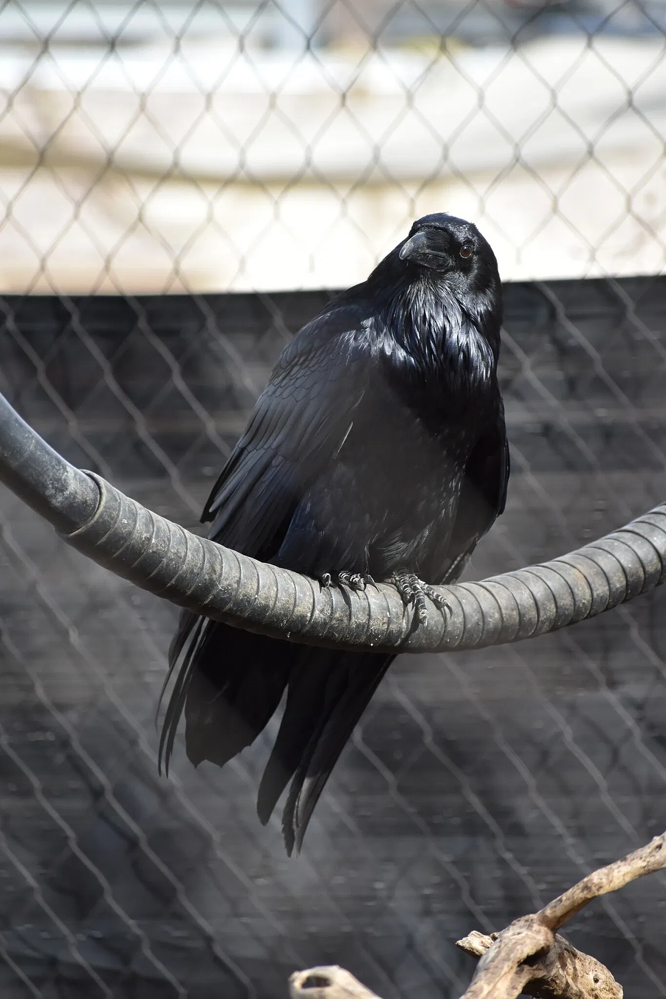 The Maryland Zoo In Baltimore