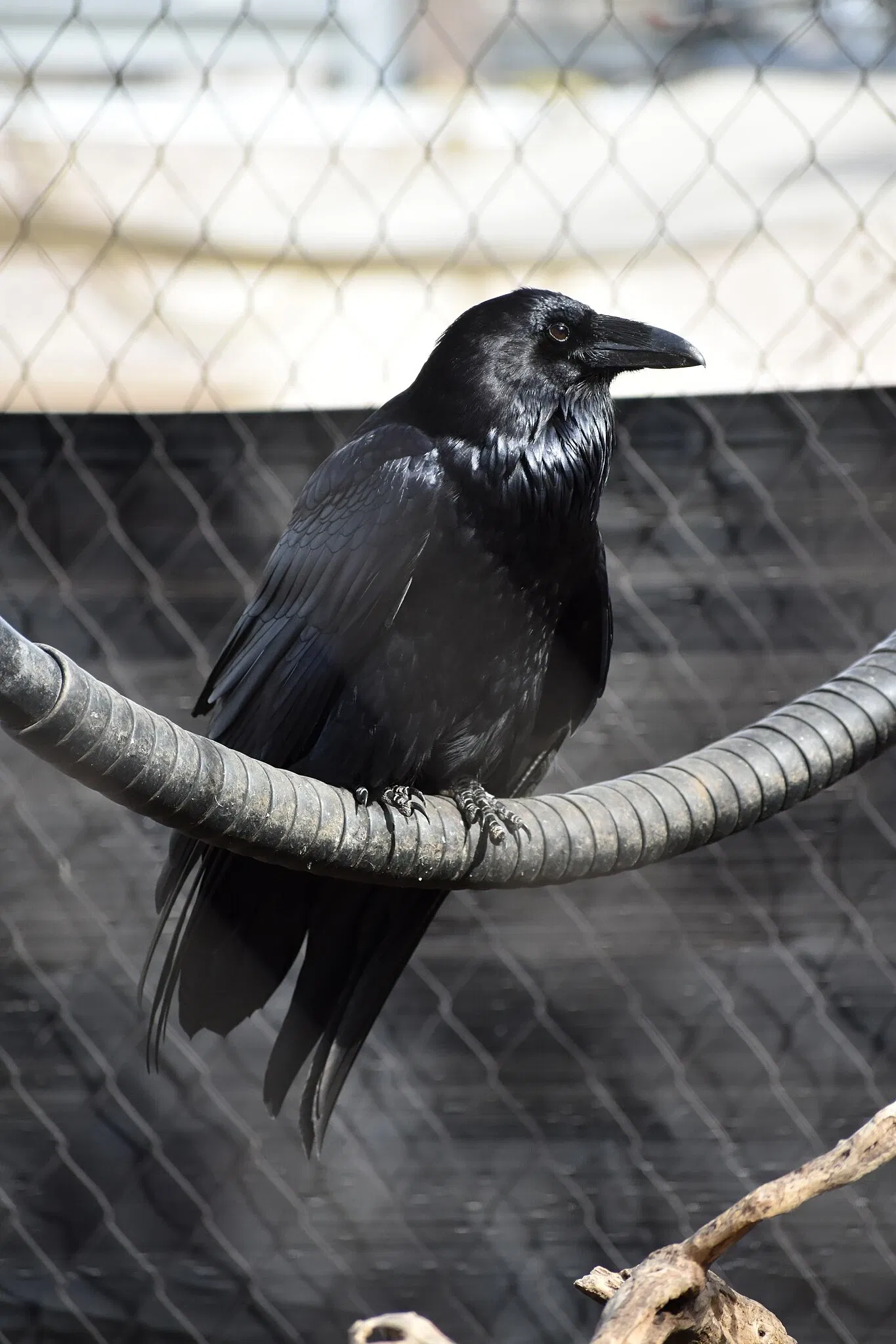 The Maryland Zoo In Baltimore