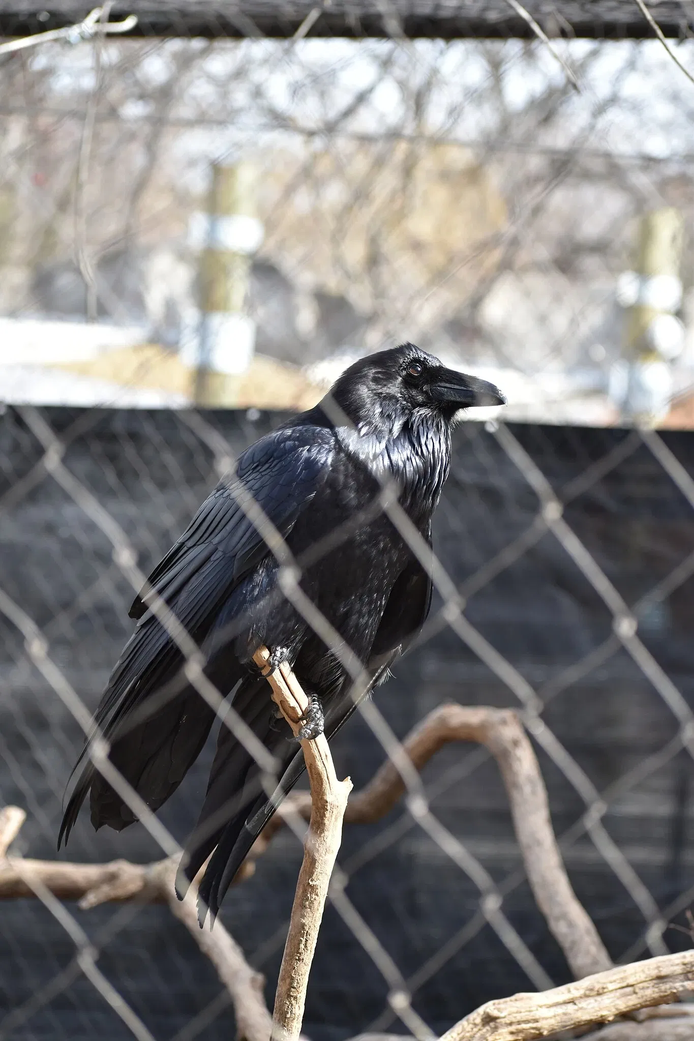 The Maryland Zoo In Baltimore