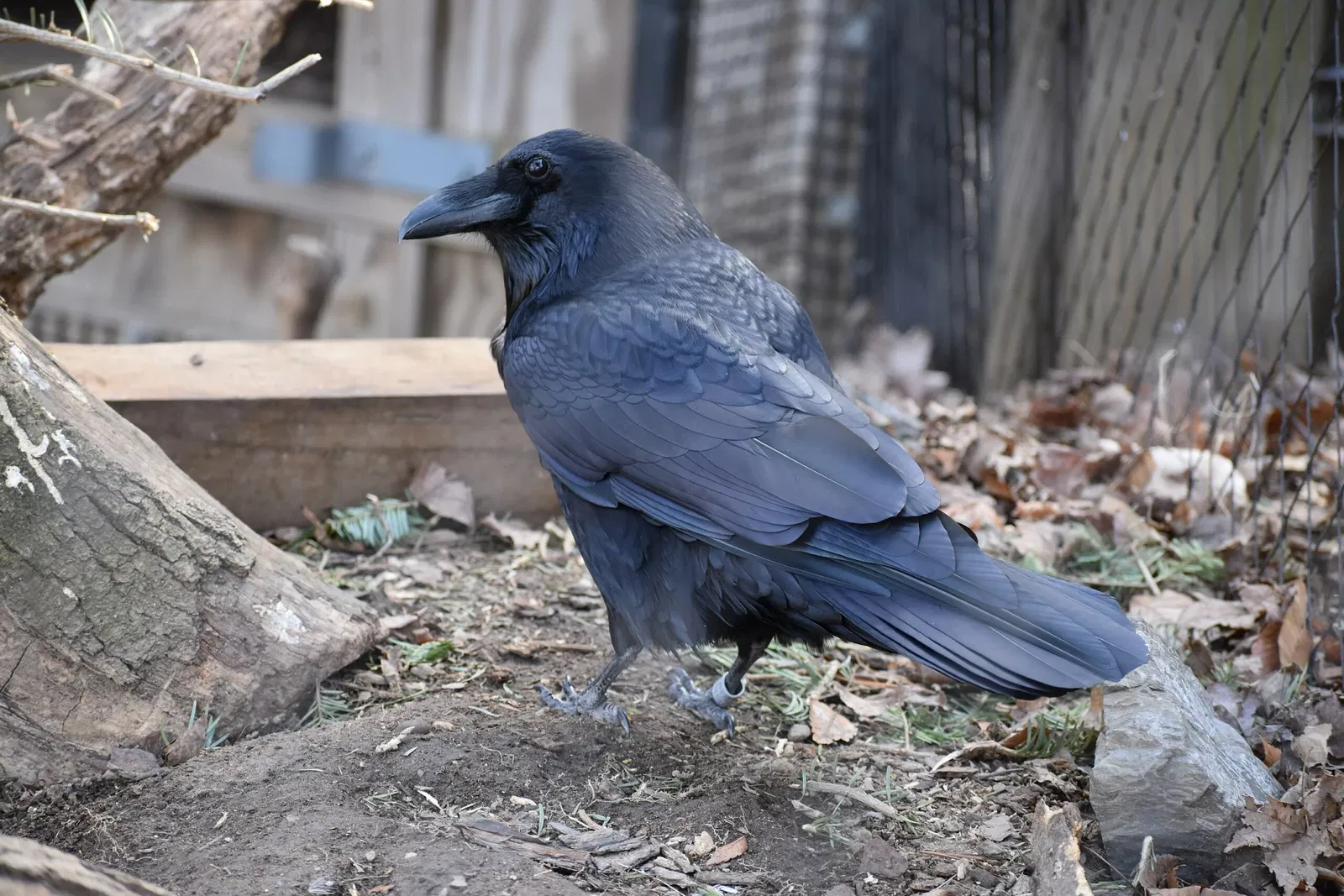 The Maryland Zoo In Baltimore