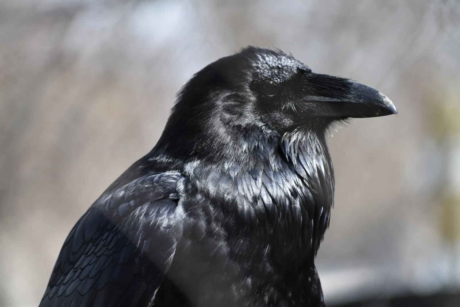 The Maryland Zoo In Baltimore