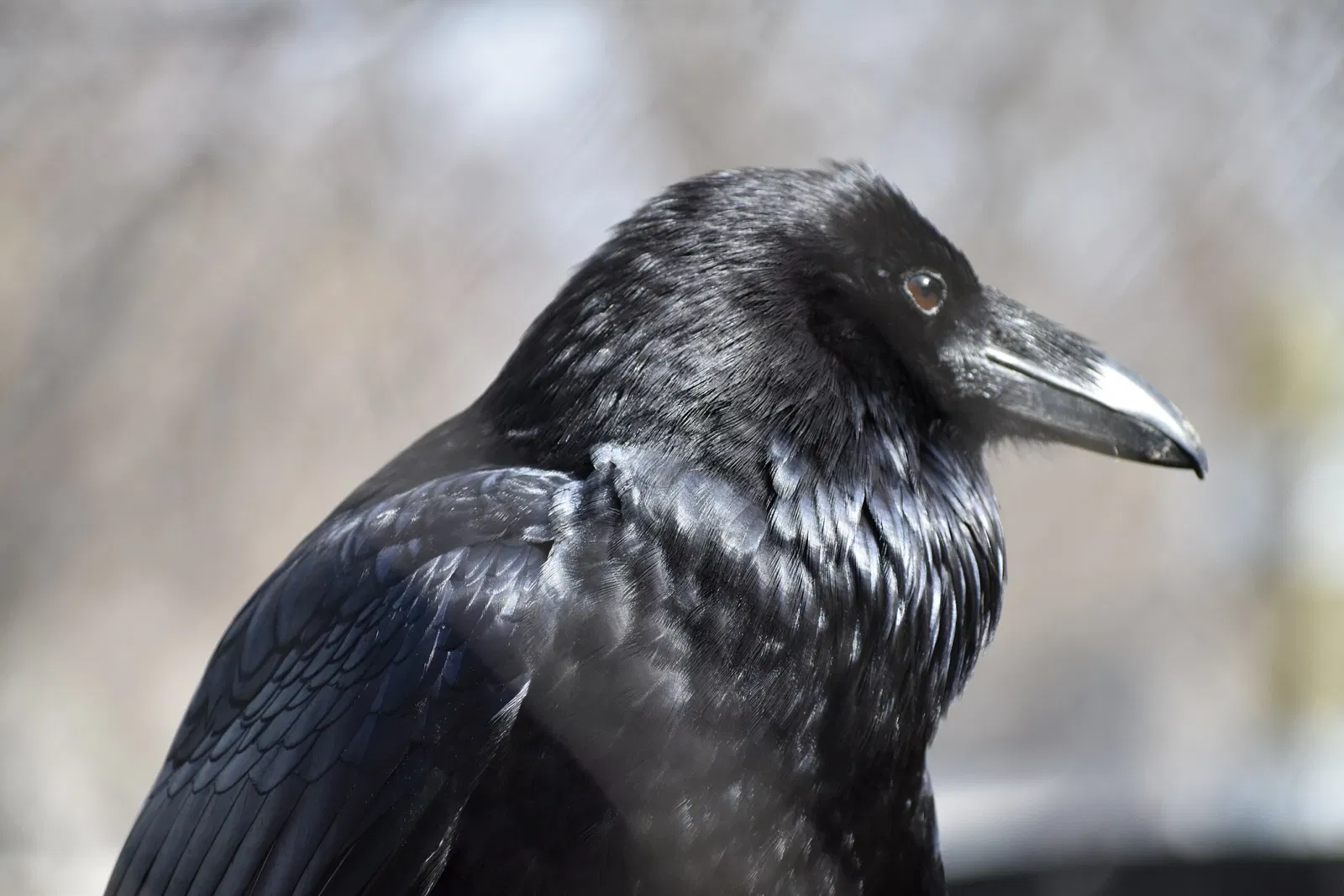 The Maryland Zoo In Baltimore
