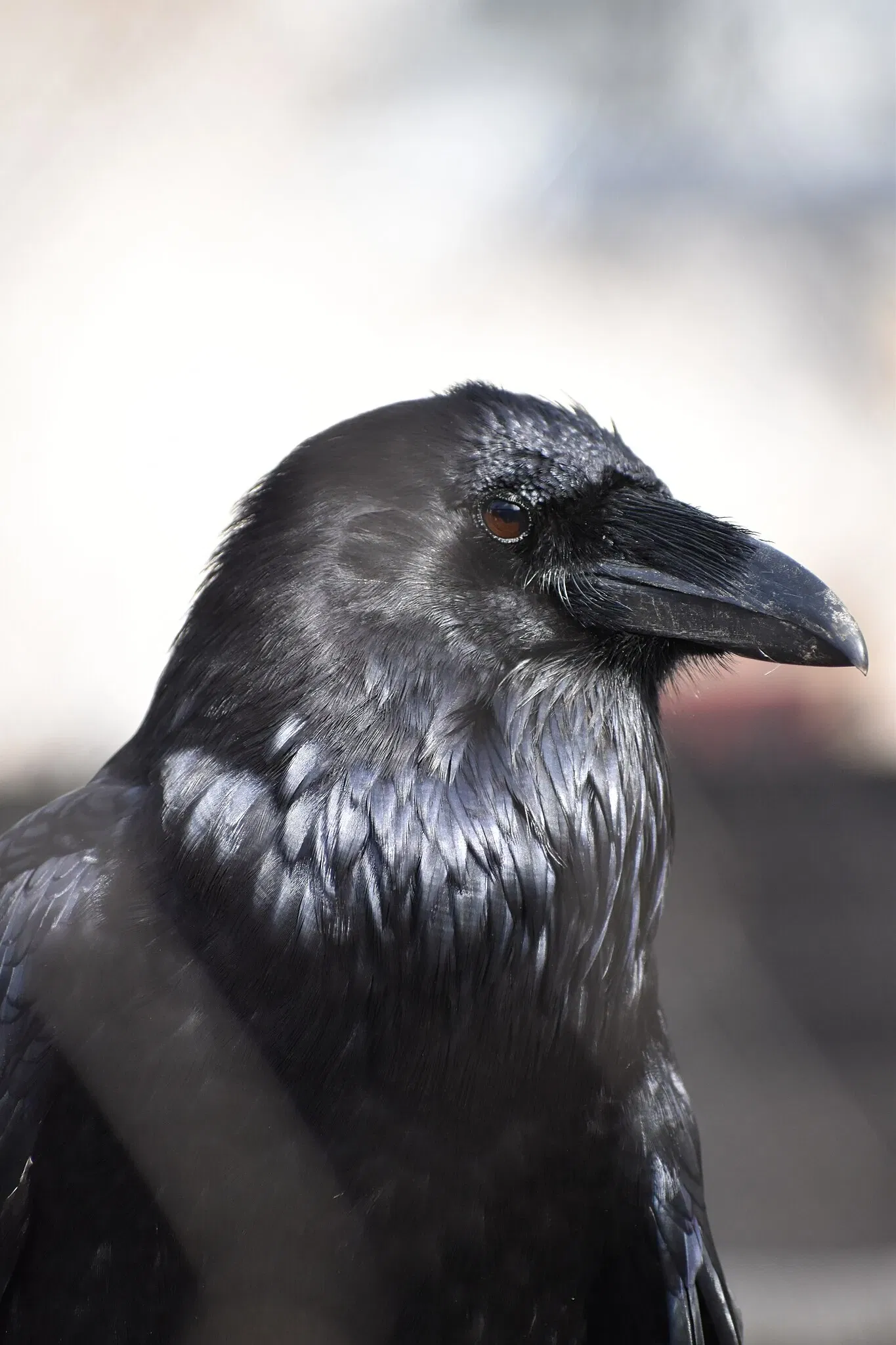 The Maryland Zoo In Baltimore