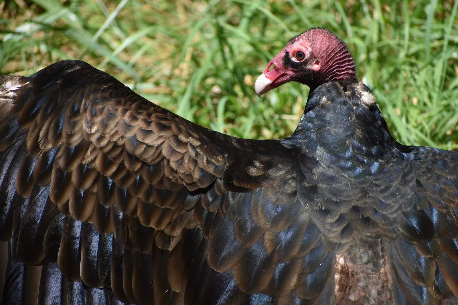 The Maryland Zoo In Baltimore