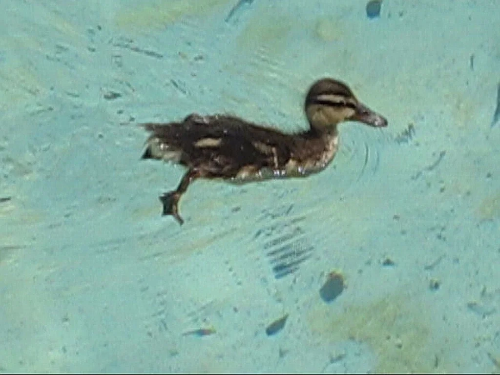 Mississippi River Museum