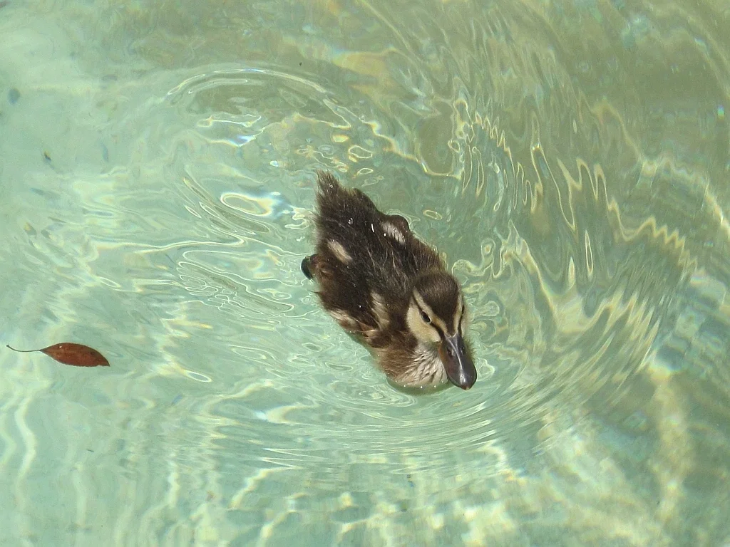 Mississippi River Museum