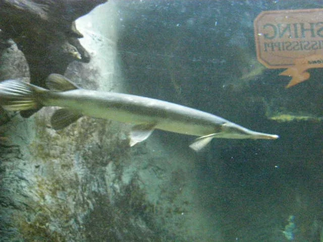 Mississippi River Museum