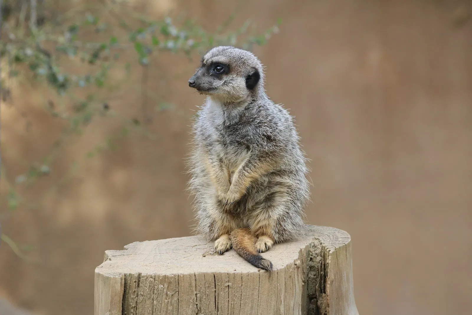 Happy Hollow Park and Zoo
