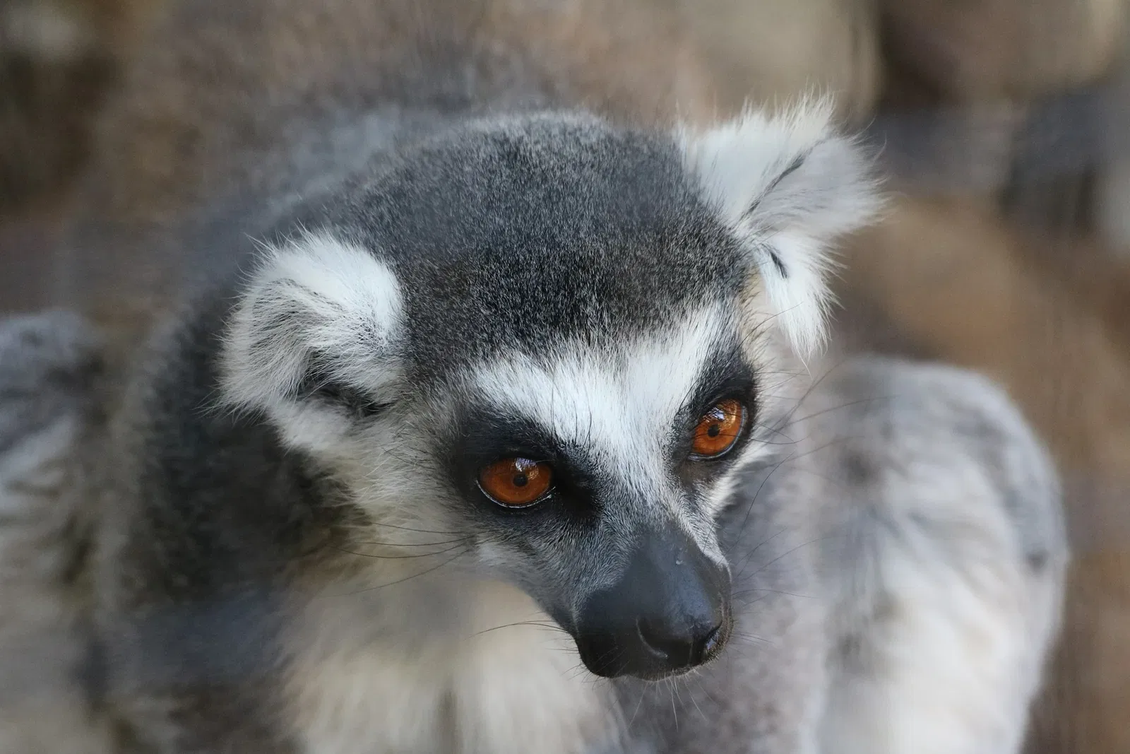 Happy Hollow Park and Zoo