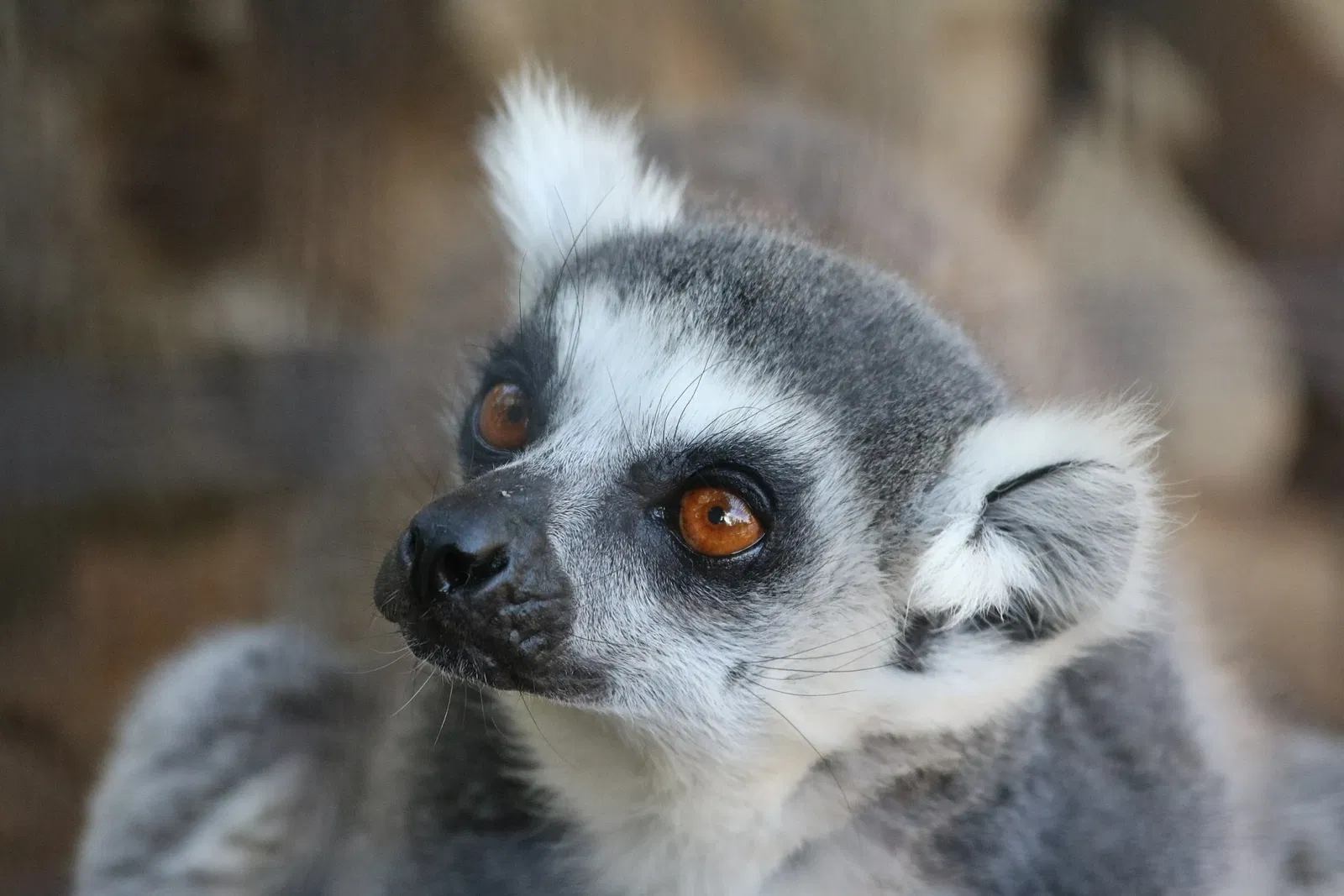 Happy Hollow Park and Zoo