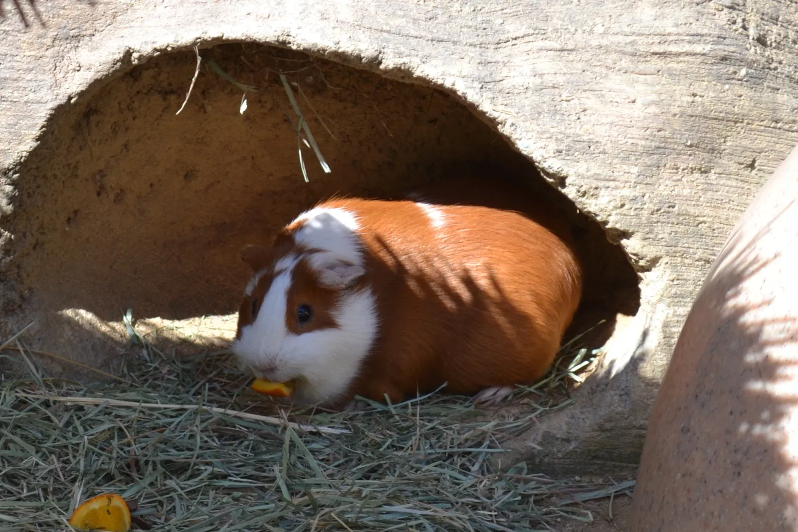 Happy Hollow Park and Zoo