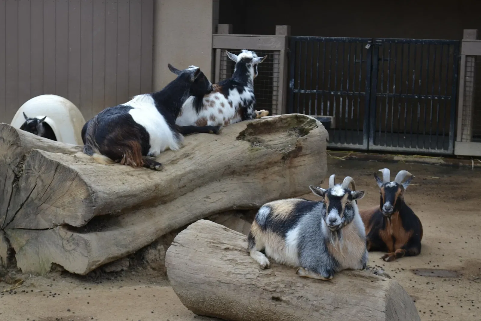 Happy Hollow Park and Zoo