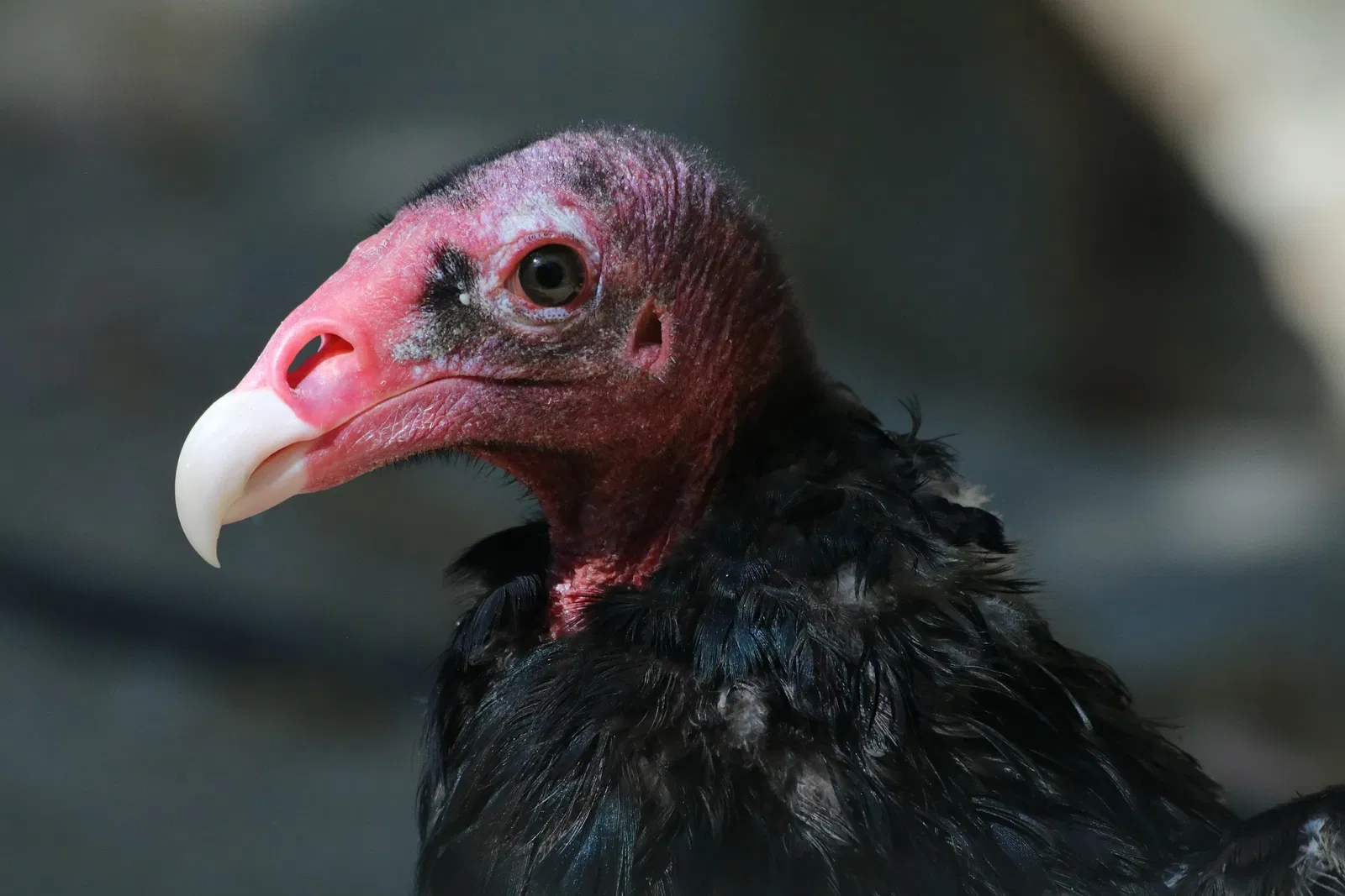 Happy Hollow Park and Zoo