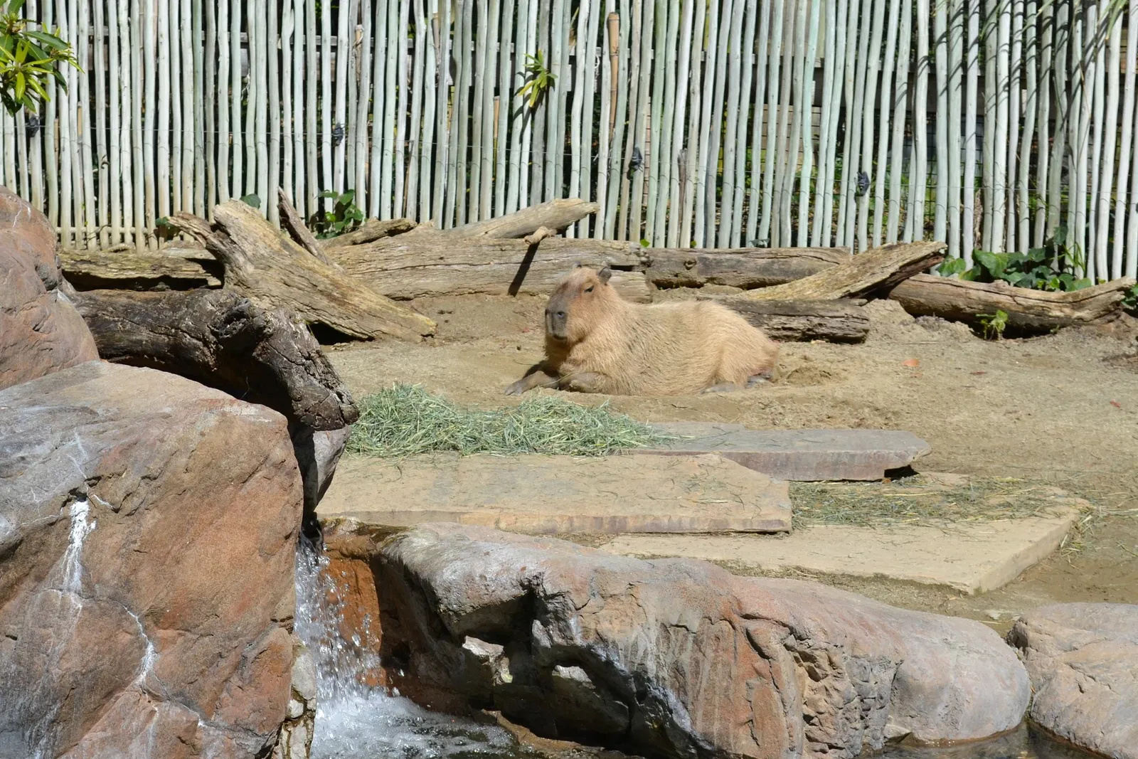 Happy Hollow Park and Zoo