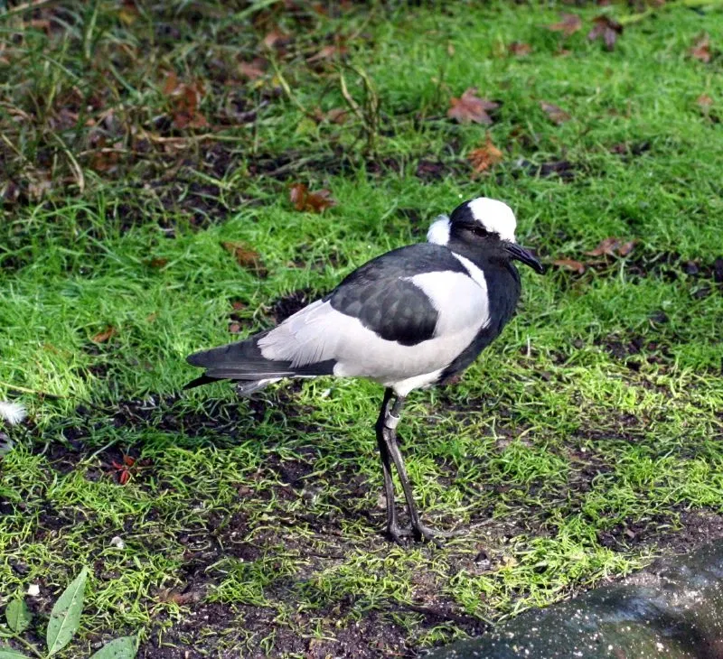 Happy Hollow Park and Zoo