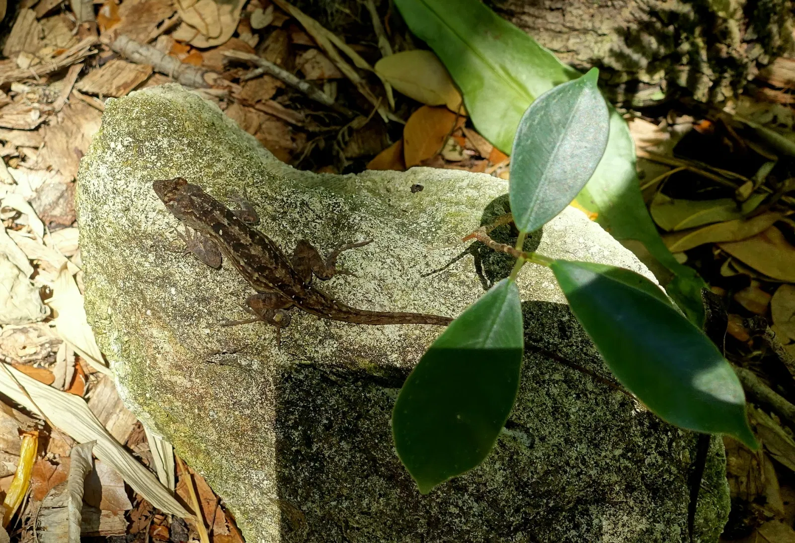 Casa de Christy Payne y Jardín Botánico Marie Selby