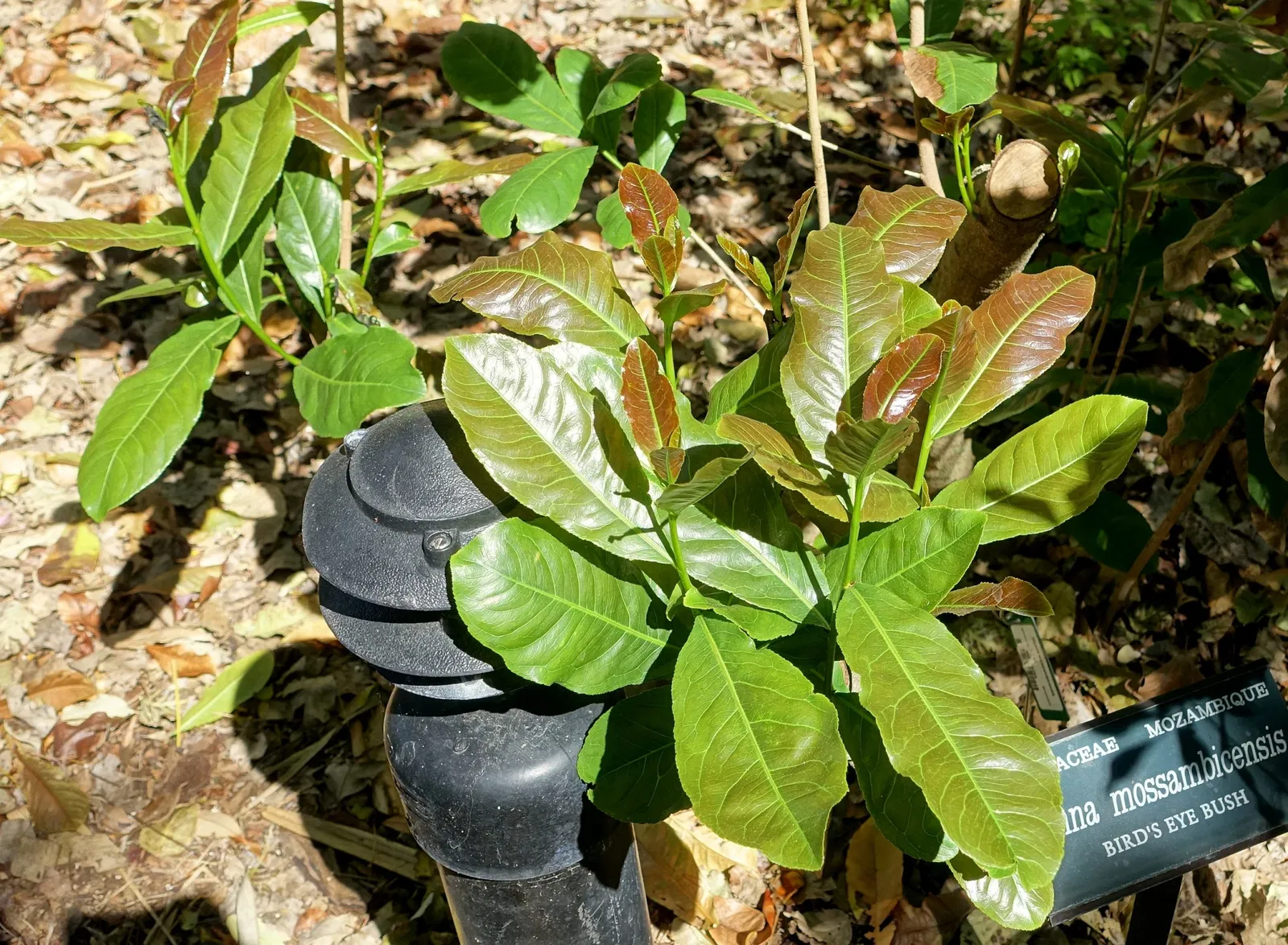 Casa de Christy Payne y Jardín Botánico Marie Selby