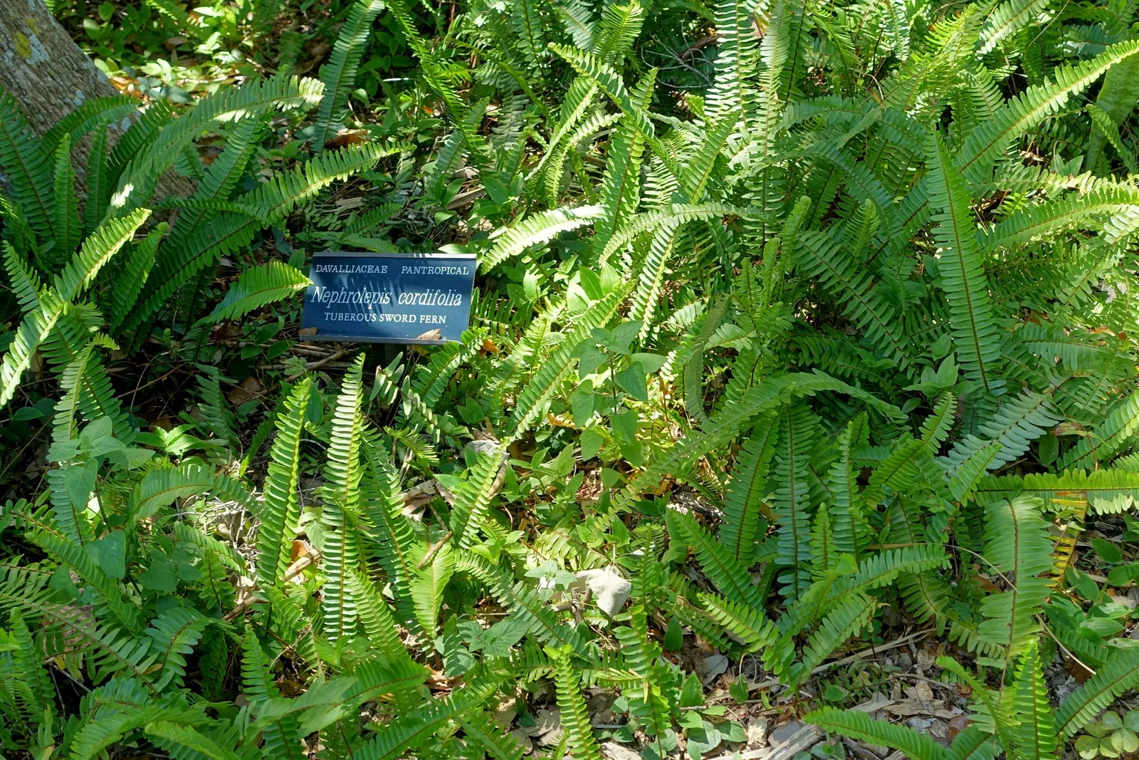 Casa de Christy Payne y Jardín Botánico Marie Selby