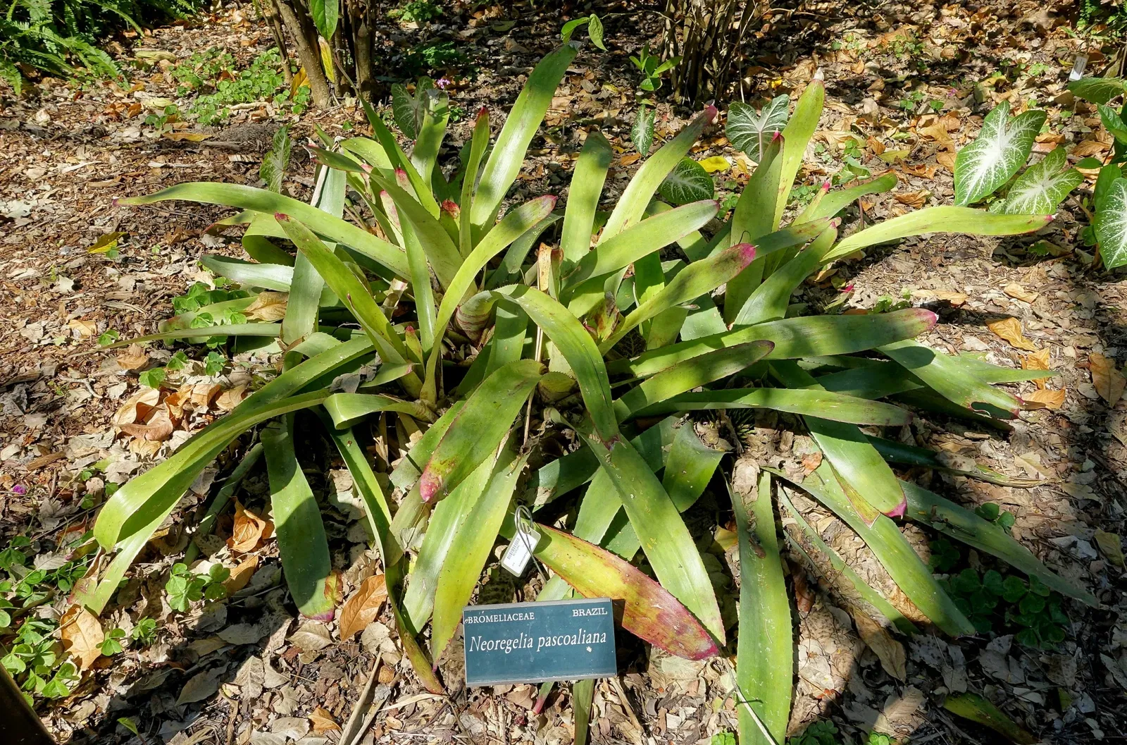 Marie Selby Botanical Gardens
