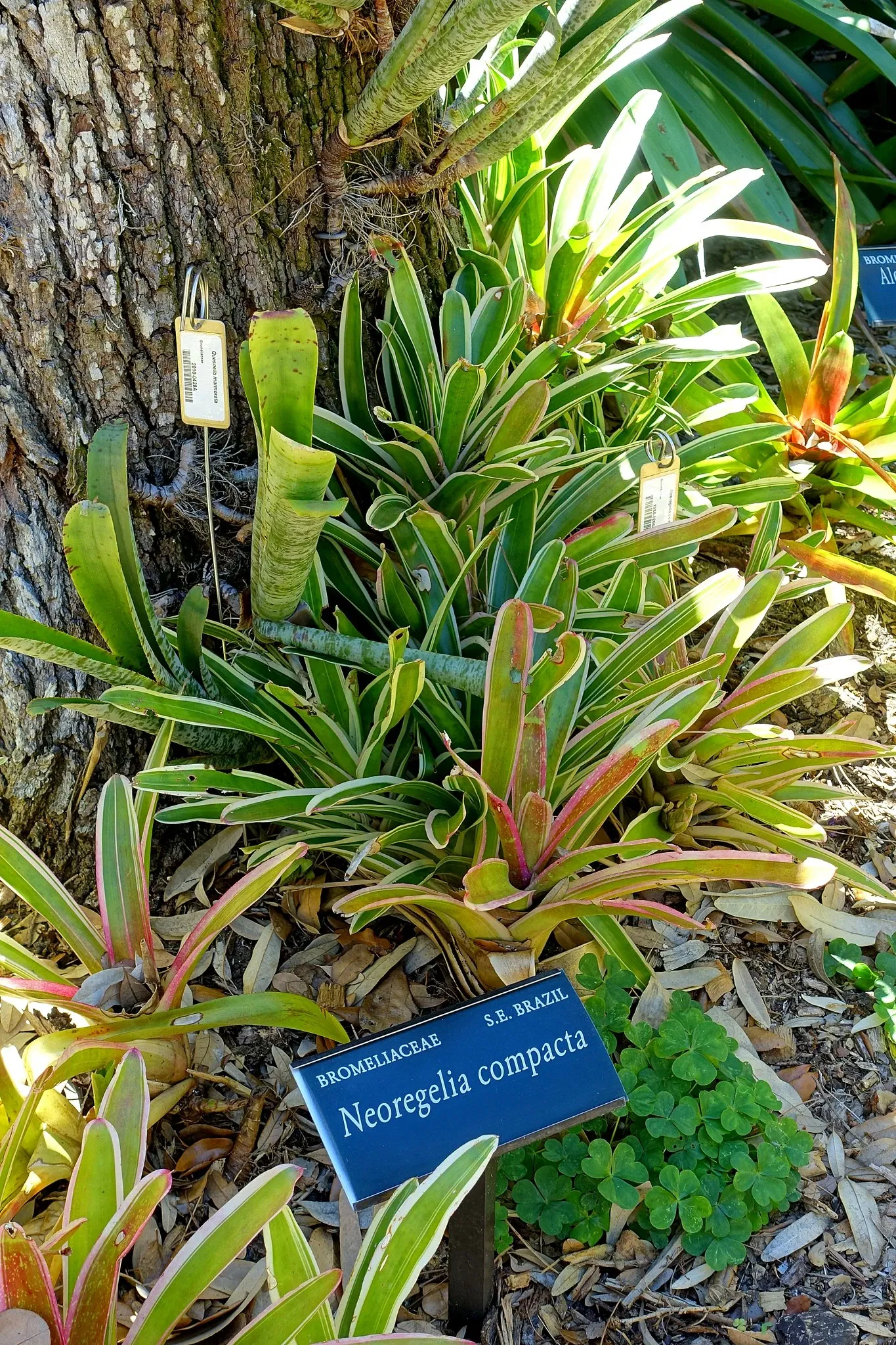 Casa de Christy Payne y Jardín Botánico Marie Selby