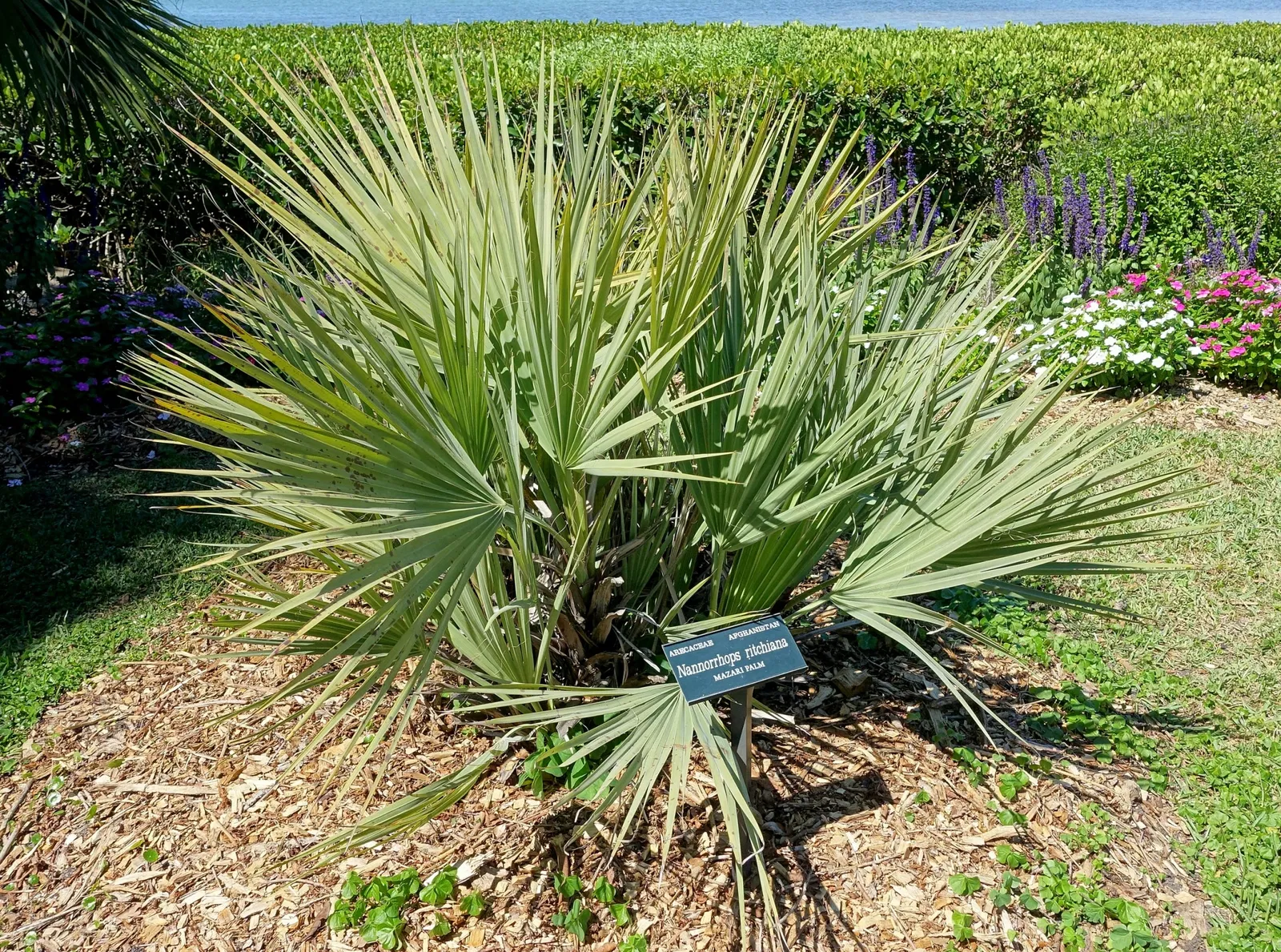Marie Selby Botanical Gardens
