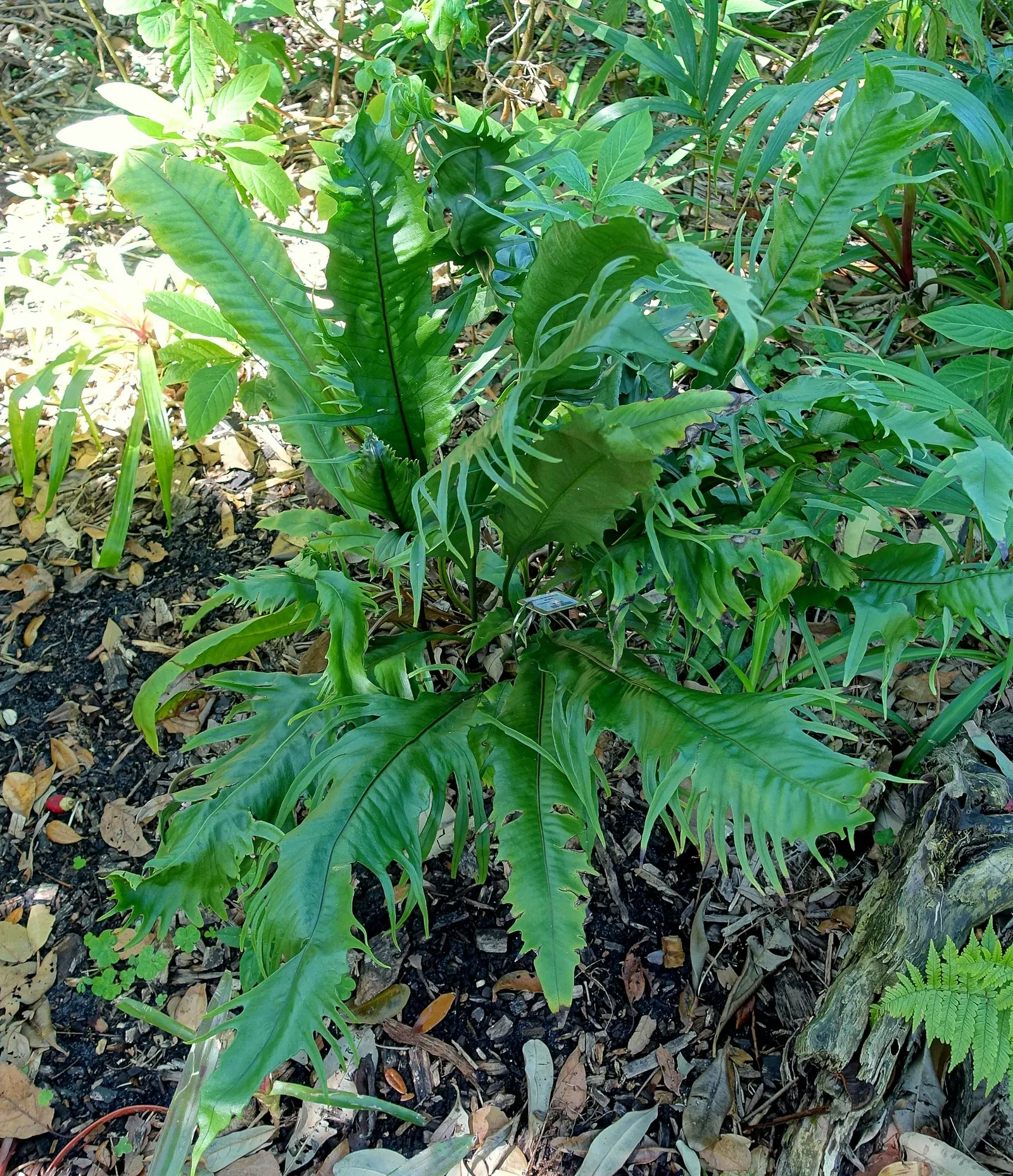 Marie Selby Botanical Gardens
