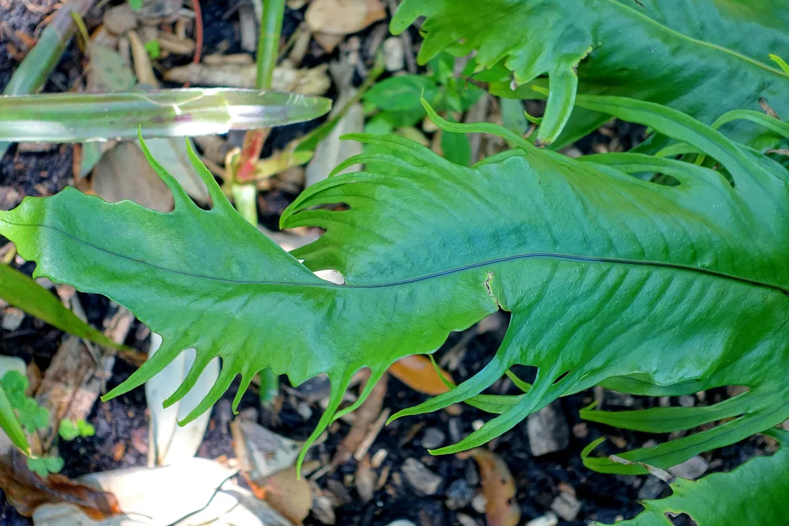Marie Selby Botanical Gardens